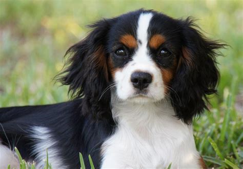 king charles dog breed for sale